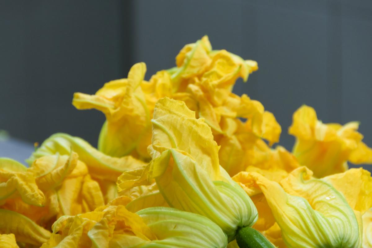 Fleurs de courgettes